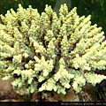 Acropora 036