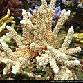 Acropora 035