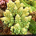 Acropora 038