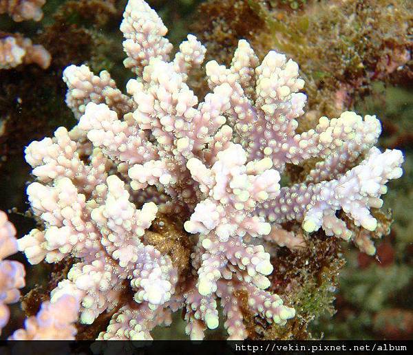 Acropora 040