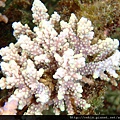 Acropora 040