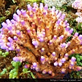 Acropora 041