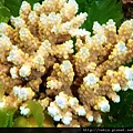 Acropora 044