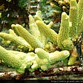 Acropora 043