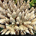 Acropora 045