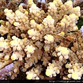 Acropora 046