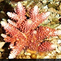 Acropora 049