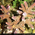 Acropora 050