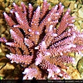 Acropora 053