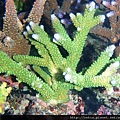 Acropora 052