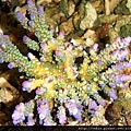 Acropora 055