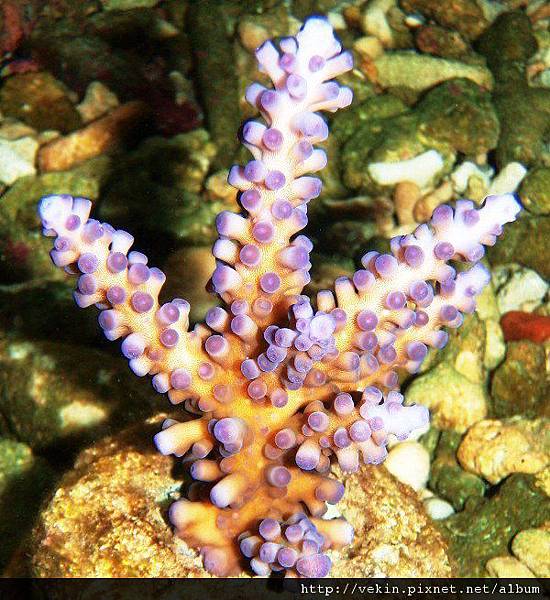 Acropora 057