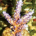 Acropora 057