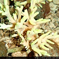 Acropora 060