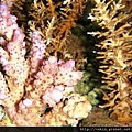 Acropora 062