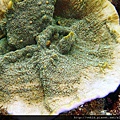 Montipora 001