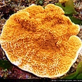 Montipora 003