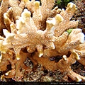 Montipora 008