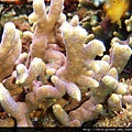 Montipora 011