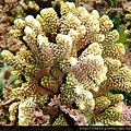 Montipora 010