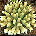 Acropora 002