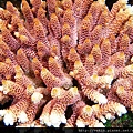 Acropora 004