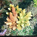 Acropora 005