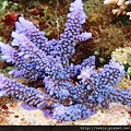 Acropora 007