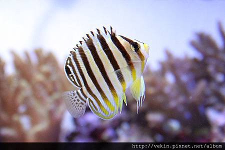 SG011_Centropyge multifasciatus