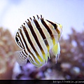 SG011_Centropyge multifasciatus