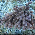 Acropora 009