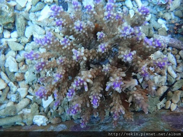 Acropora 015