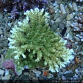 Acropora 019