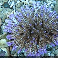 Acropora 021