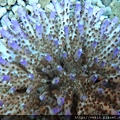 Acropora 022