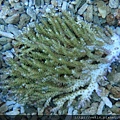 Acropora 025