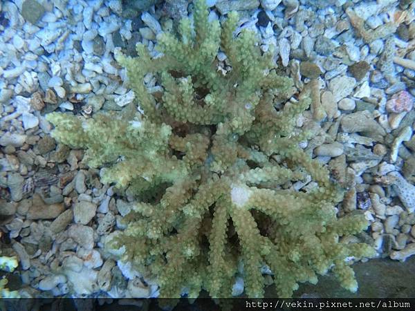 Acropora 029