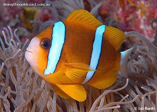 Amphiprion akindynos002.jpg