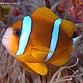 Amphiprion akindynos002.jpg