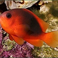 Amphiprion ephippium003.jpg