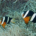 Amphiprion clarkii003.jpg