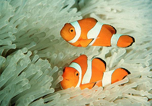 Amphiprion ocellaris001.jpg