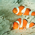 Amphiprion ocellaris001.jpg