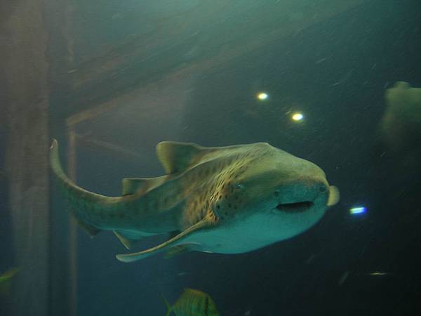 豹紋鯊(Stegostoma fasciatum)