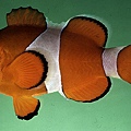 Amphiprion ocellaris002.jpg