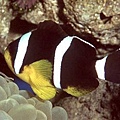 Amphiprion chrysogaster002.jpg