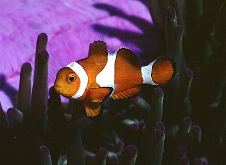 Amphiprion ocellaris003.jpg