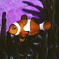 Amphiprion ocellaris003.jpg