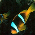 Amphiprion bicinctus002.jpg