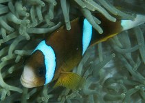 Amphiprion akindynos001.jpg